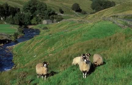 Farm Images